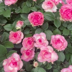 Candy Avalanche Rose