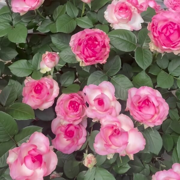 Candy Avalanche Rose