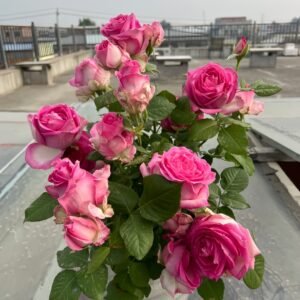 Candy Avalanche Rose