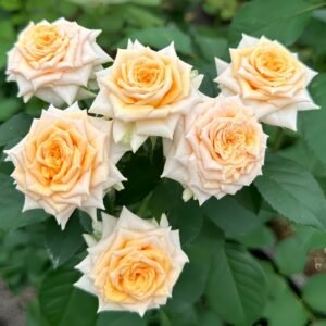 Champagne Rokoko Rose