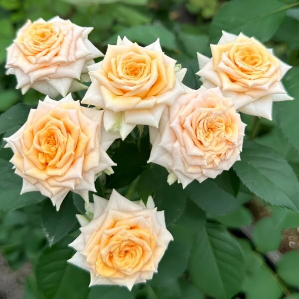 Champagne Rokoko Rose