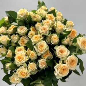 Champagne Rokoko Rose