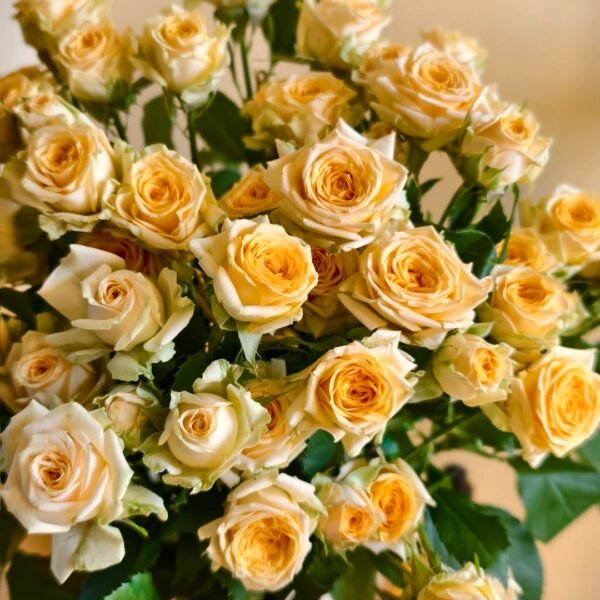 Champagne Rokoko Rose