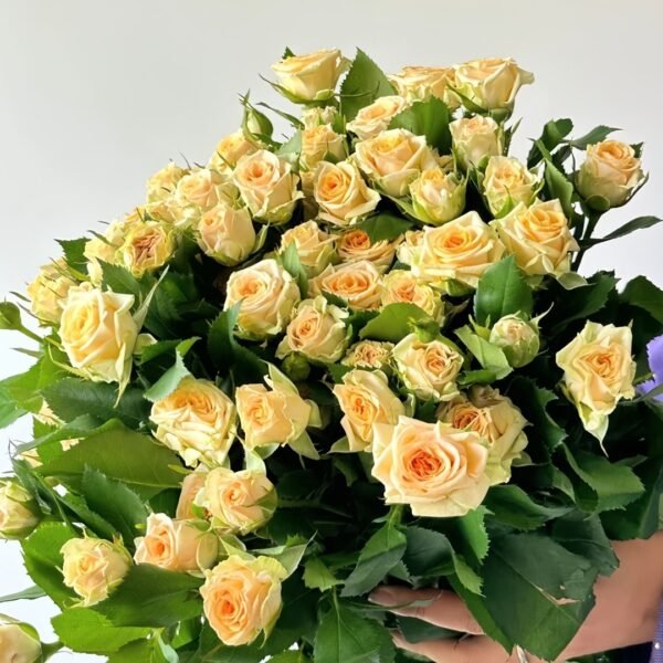Champagne Rokoko Rose