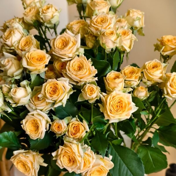 Champagne Rokoko Rose