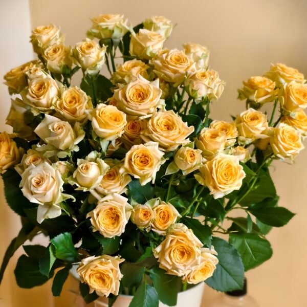 Champagne Rokoko Rose