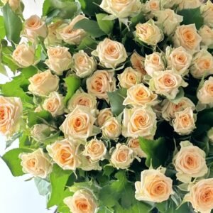 Champagne Rokoko Rose Plant|香槟洛可可 - 图片 7