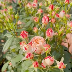 Chance Pom Rose | 苹果运气 - 图片 10