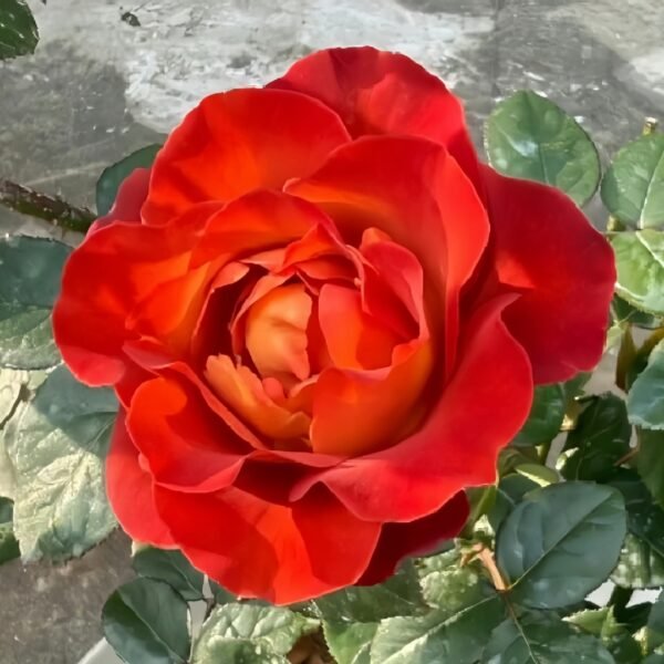 Coffee Break Rose