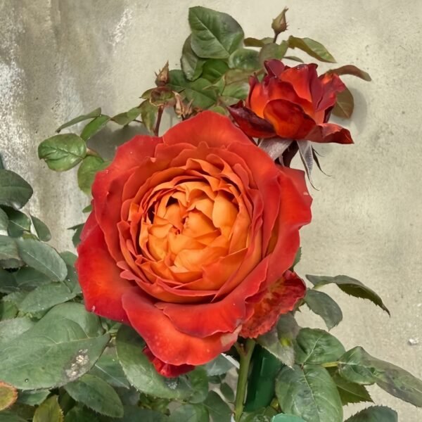Coffee Break Rose