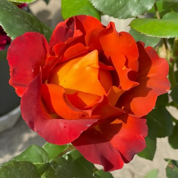 Coffee Break Rose