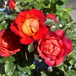 Coffee Break Rose