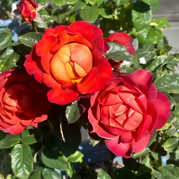 Coffee Break Rose