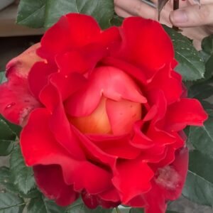 Coffee Break Rose