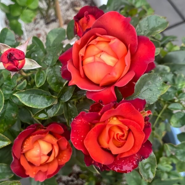 Coffee Break Rose