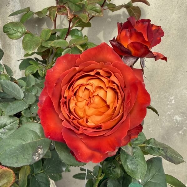 Coffee Break Rose