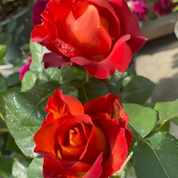 Coffee Break Rose
