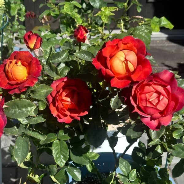 Coffee Break Rose