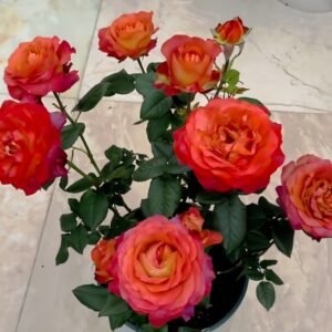 Coffee Break Rose Plant|休憩/咖啡时间 - 图片 10