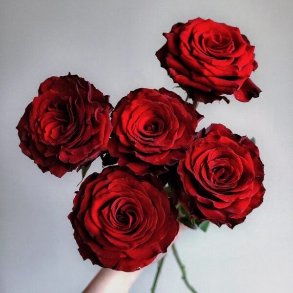 Cola Rose