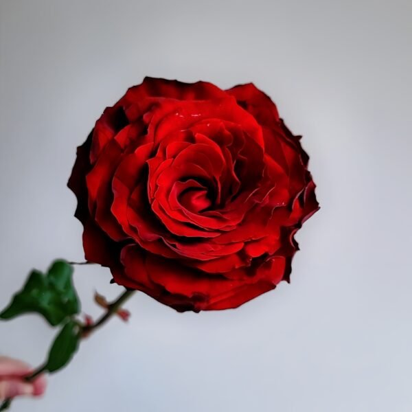 Cola Rose