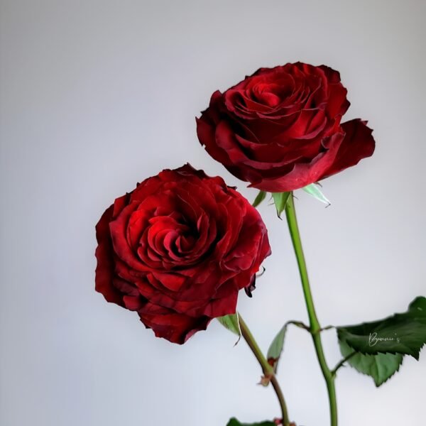 Cola Rose