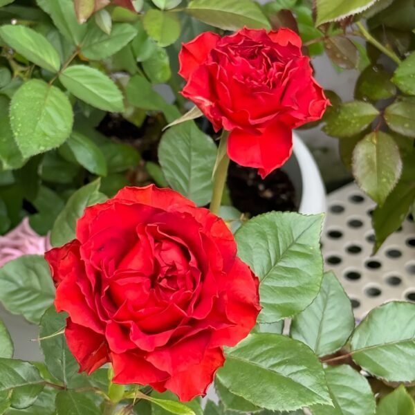 Cola Rose