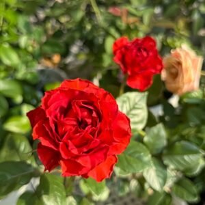 Cola Rose