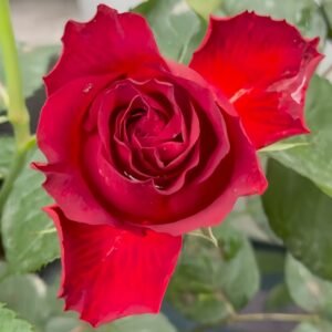 Cola Rose
