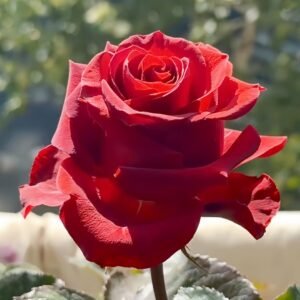 Cola Rose