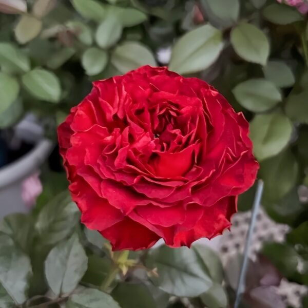 Cola Rose
