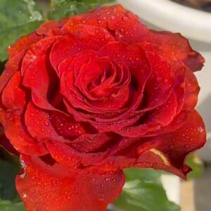 Cola Rose