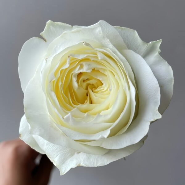 Coldplay Rose