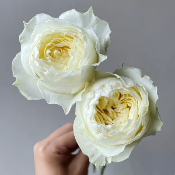 Coldplay Rose
