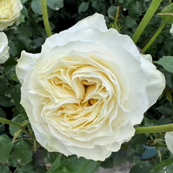 Coldplay Rose