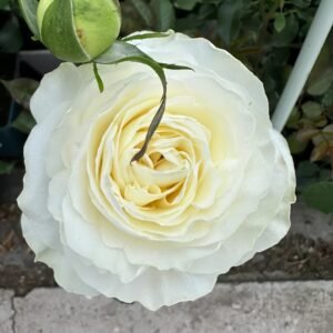 Coldplay Rose
