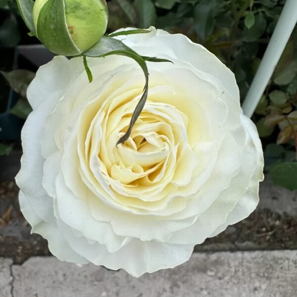 Coldplay Rose