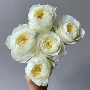 Coldplay Rose