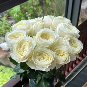Coldplay Rose