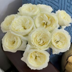 Coldplay Rose