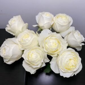 Coldplay Rose