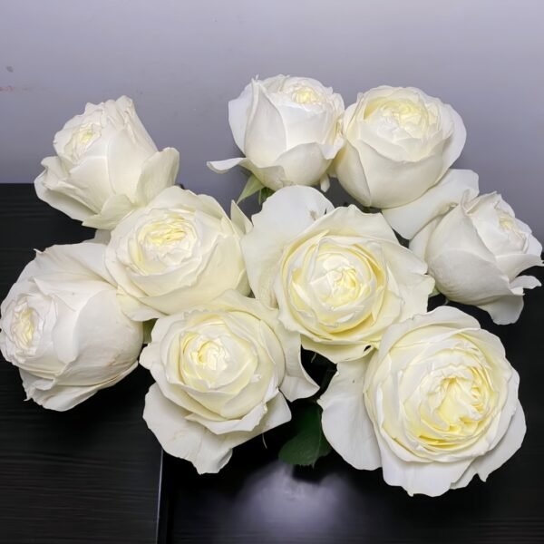 Coldplay Rose