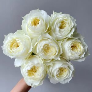 Coldplay Rose