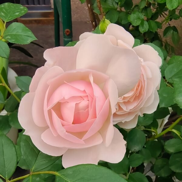 Desdemona Rose