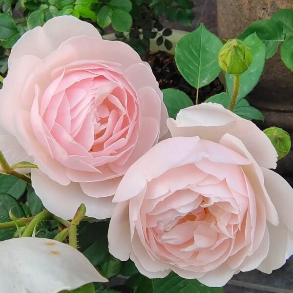 Desdemona Rose