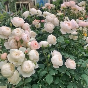 Desdemona Rose