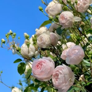 Desdemona Rose