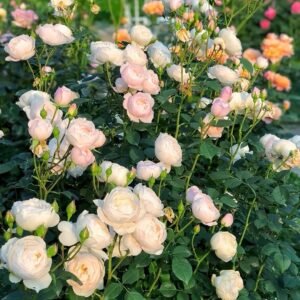 Desdemona Rose
