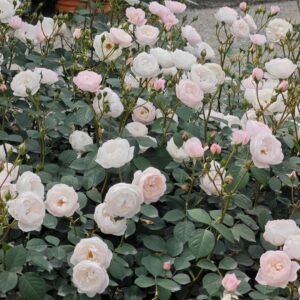 Desdemona Rose