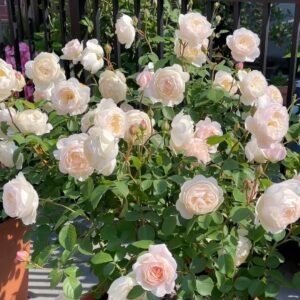 Desdemona Rose